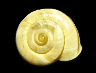 Tabella Chilostoma cingulatum (studer, 1820 )