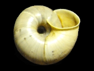 Tabella Chilostoma cingulatum (studer, 1820 )