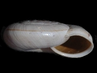 Tabella Chilostoma cingulatum (studer, 1820 )