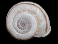 Tabella Chilostoma cingulatum (studer, 1820 )