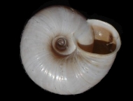 Tabella Chilostoma cingulatum (studer, 1820 )