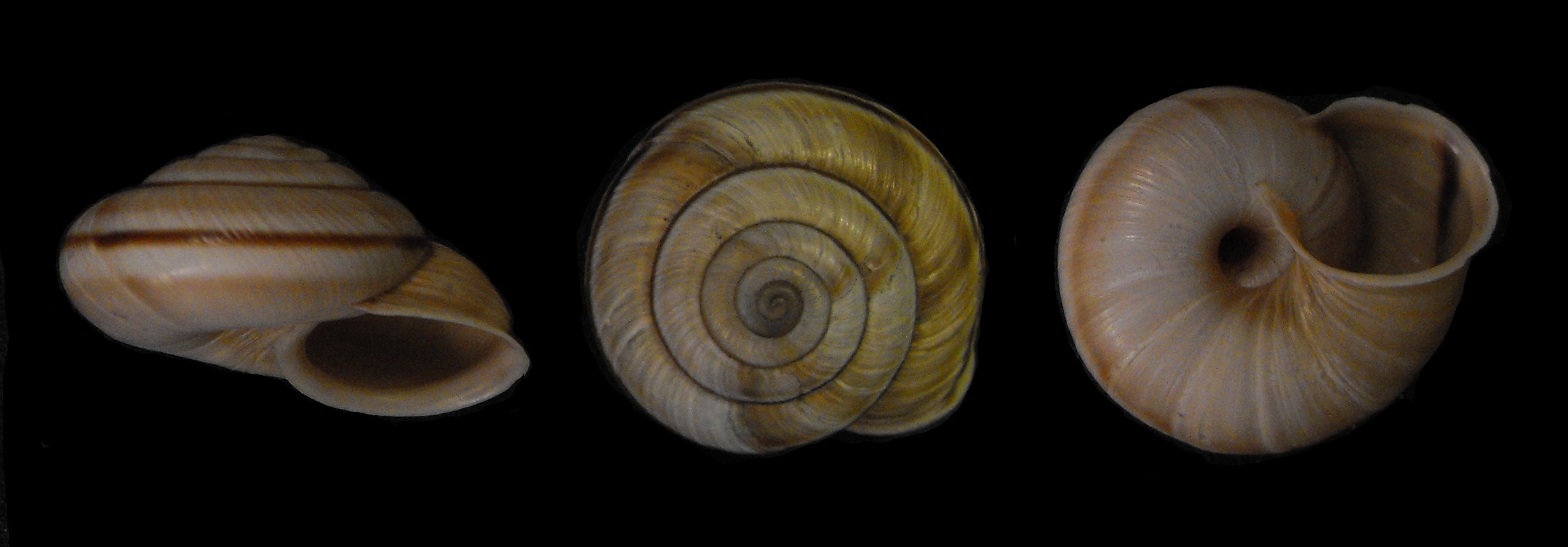 Alla ricerca di Chilostoma cingulatum frigidosum