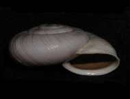 Tabella Chilostoma cingulatum (studer, 1820 )