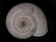 Tabella Chilostoma cingulatum (studer, 1820 )