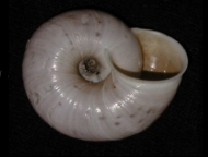 Tabella Chilostoma cingulatum (studer, 1820 )