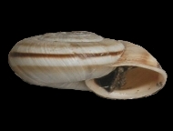 Tabella Chilostoma cingulatum (studer, 1820 )