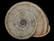 Tabella Chilostoma cingulatum (studer, 1820 )