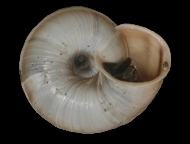 Tabella Chilostoma cingulatum (studer, 1820 )