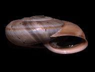 Tabella Chilostoma cingulatum (studer, 1820 )