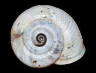 Tabella Chilostoma cingulatum (studer, 1820 )