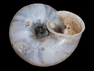 Tabella Chilostoma cingulatum (studer, 1820 )