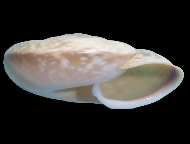 Tabella Chilostoma cingulatum (studer, 1820 )