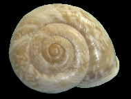 Tabella Chilostoma cingulatum (studer, 1820 )