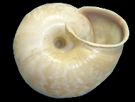 Tabella Chilostoma cingulatum (studer, 1820 )