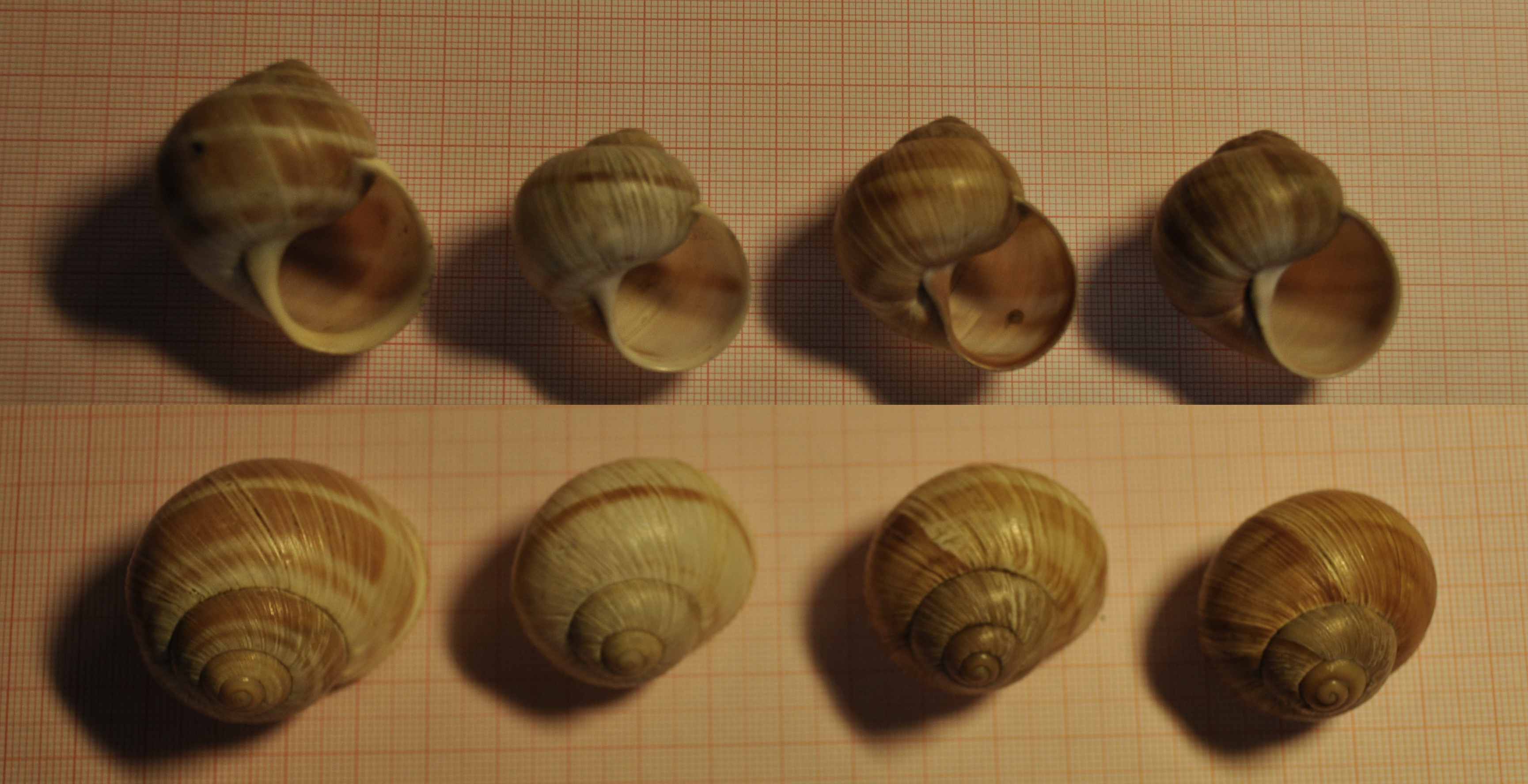 Helix Romania