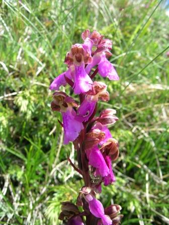 Nigritella widderi