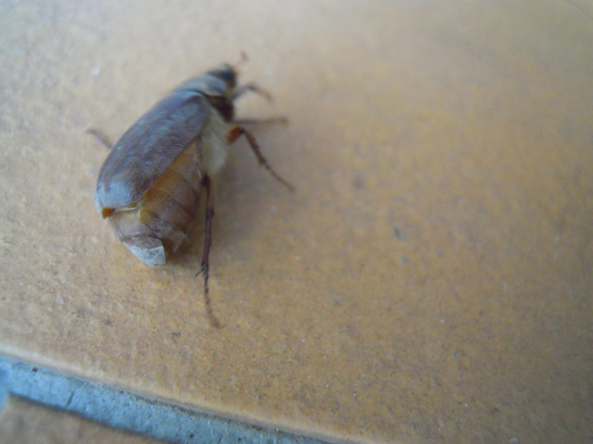 Coleottero da identificare