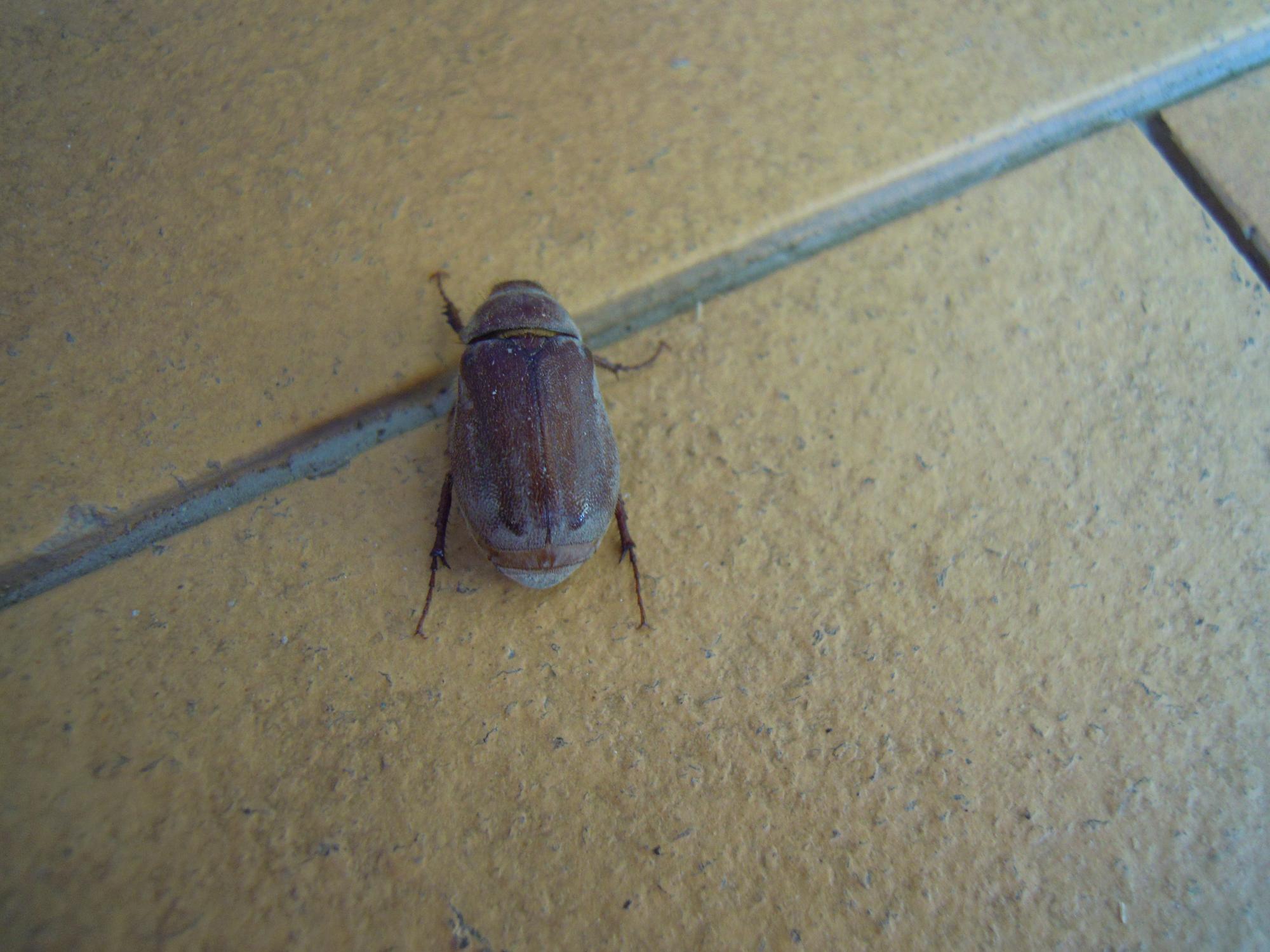 Coleottero da identificare