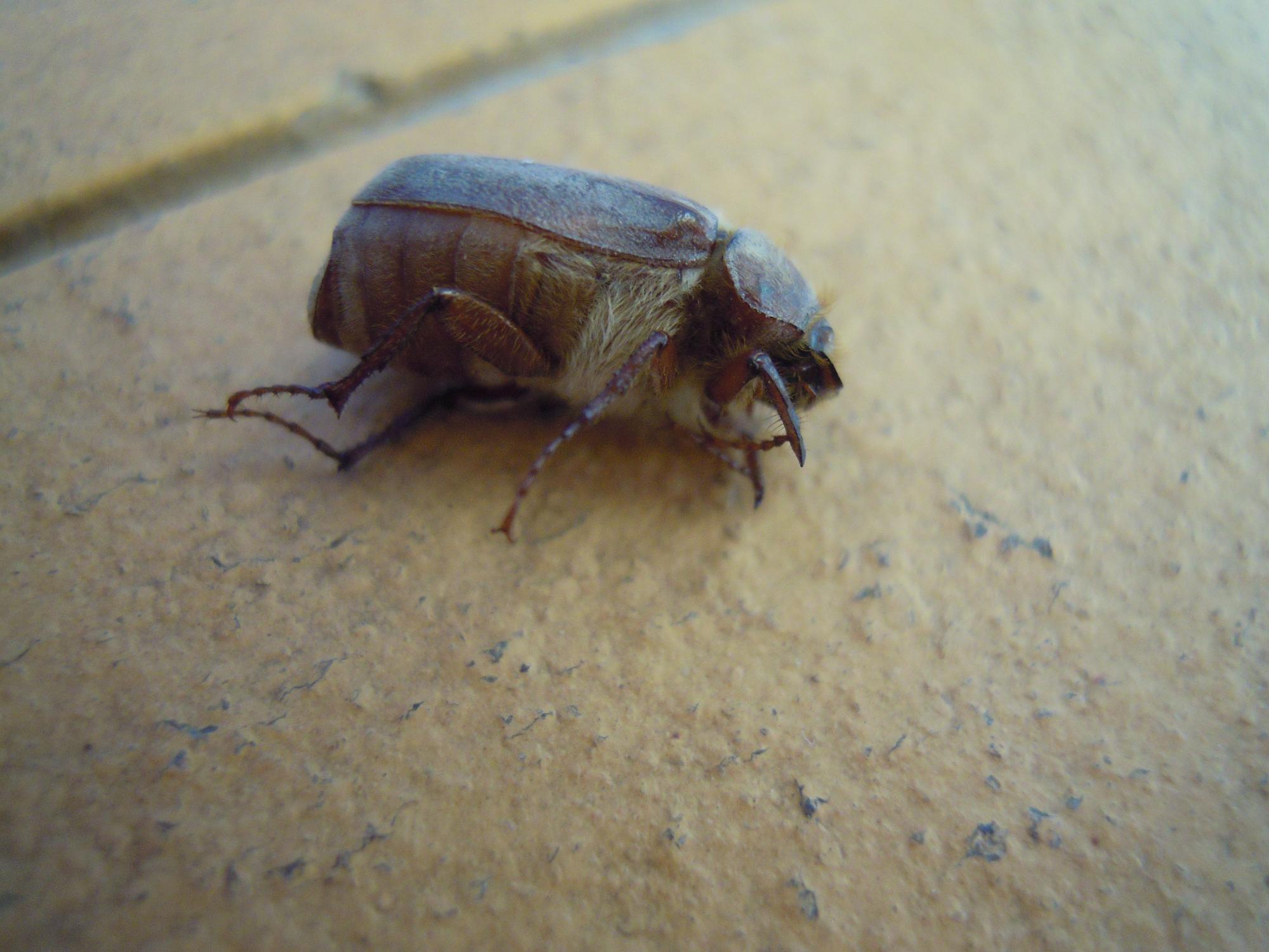 Coleottero da identificare