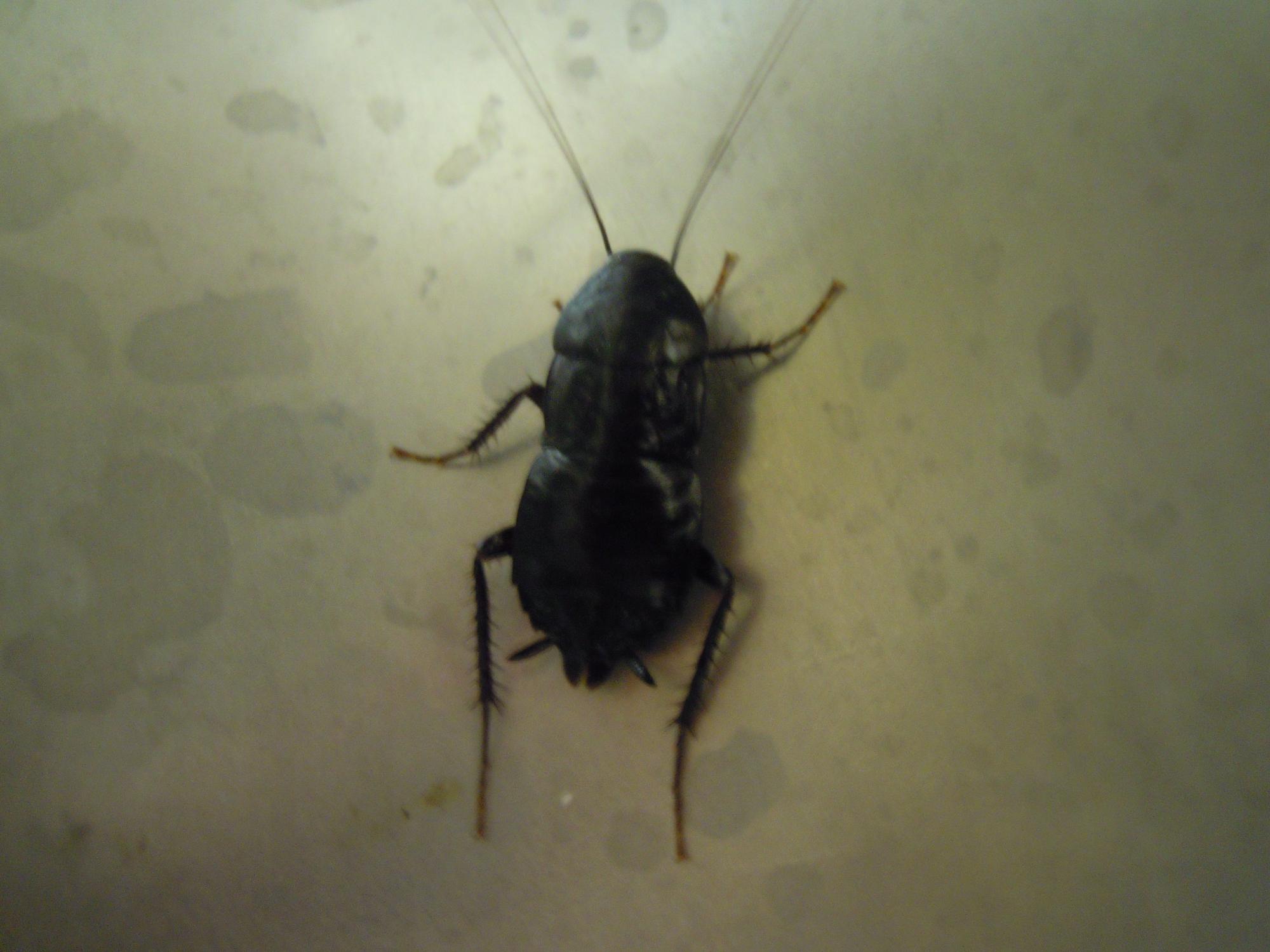 Blatta orientalis Linnaeus 1758