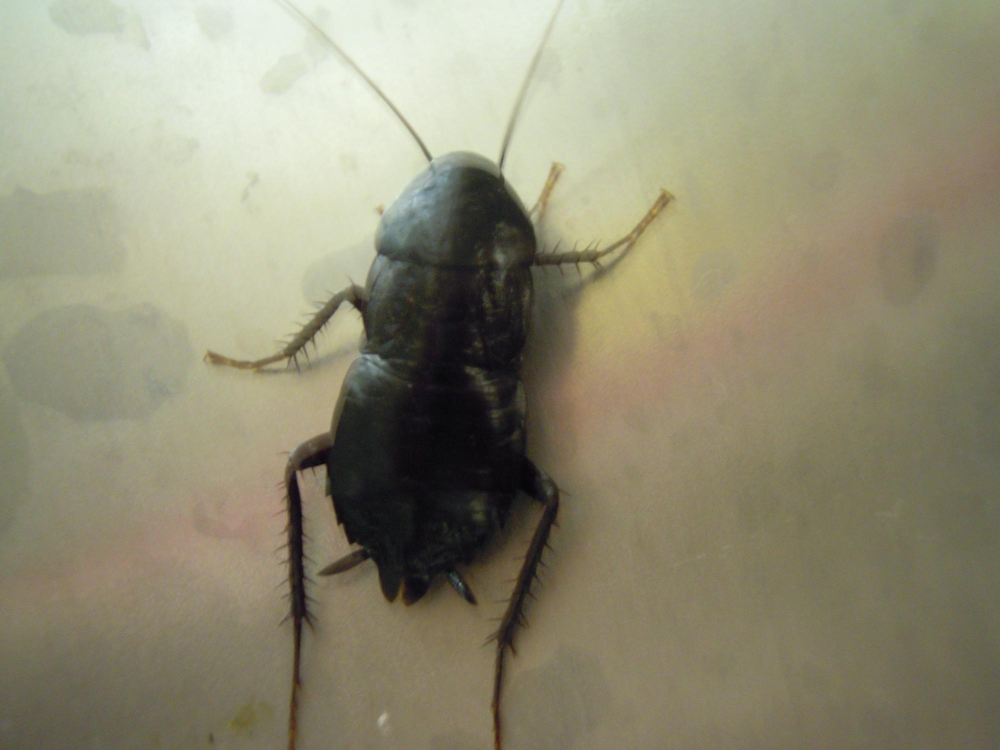Blatta orientalis Linnaeus 1758