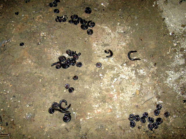 colonia di julidae