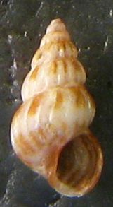 DueSetia , una  Pusillina...forse