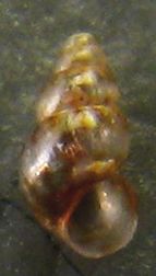 DueSetia , una  Pusillina...forse