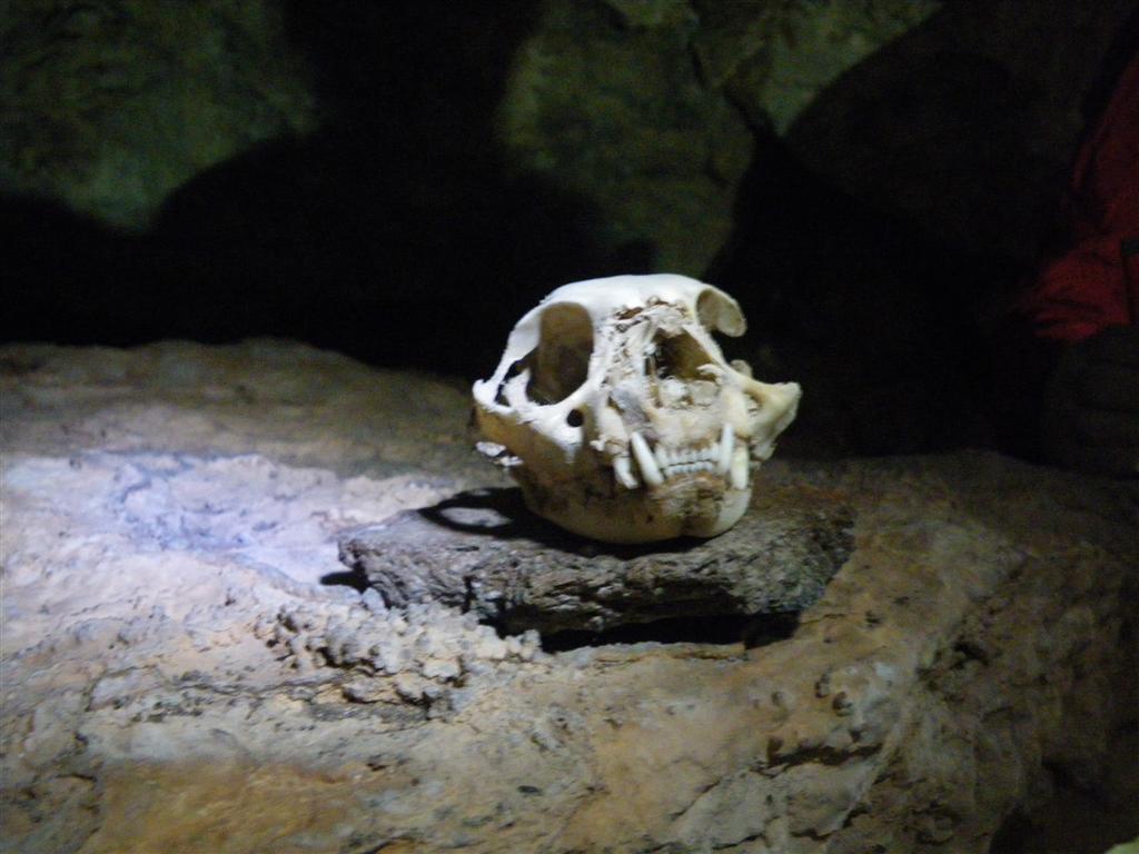 cranio carnivoro