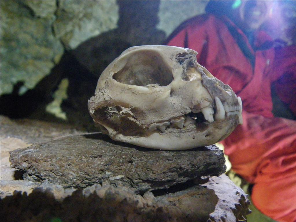 cranio carnivoro
