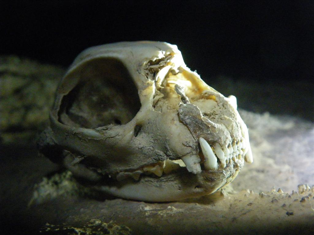 cranio carnivoro