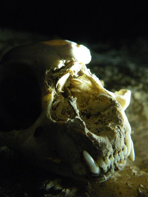 cranio carnivoro