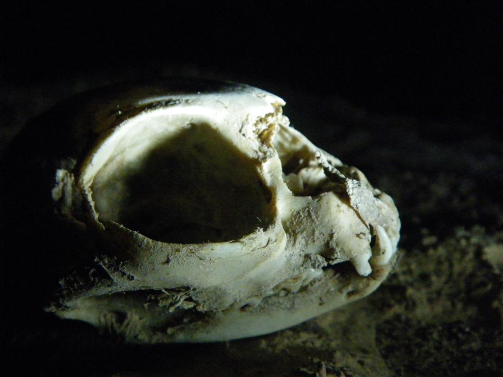 cranio carnivoro