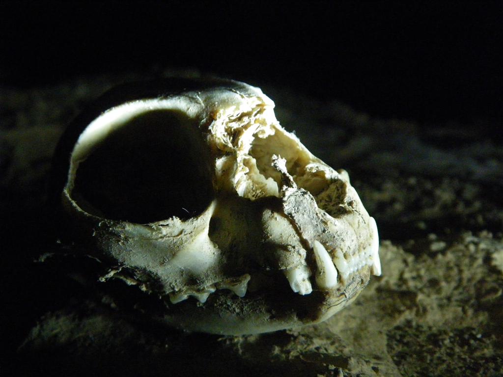 cranio carnivoro