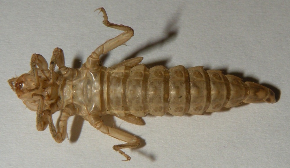 Esuvia di Gomphus flavipes