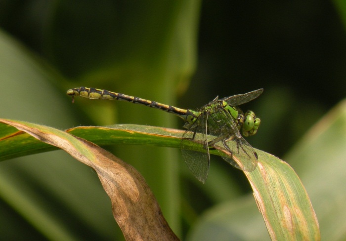 Ophiogomphus cecilia da Tromello