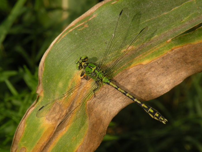 Ophiogomphus cecilia da Tromello