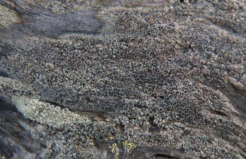 Lecanora sp.?