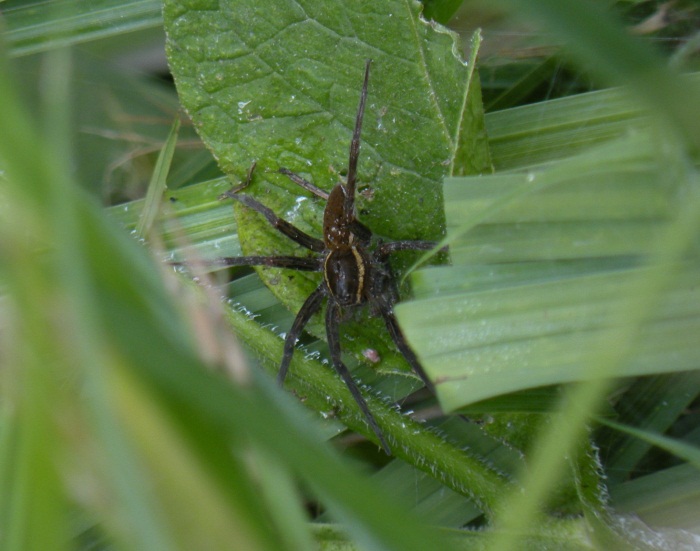 Dolomedes cf. fimbriatus...con prole