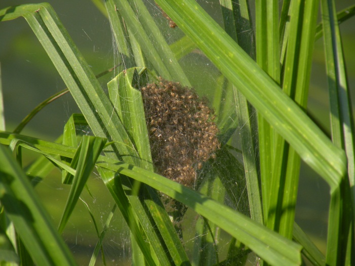 Dolomedes cf. fimbriatus...con prole