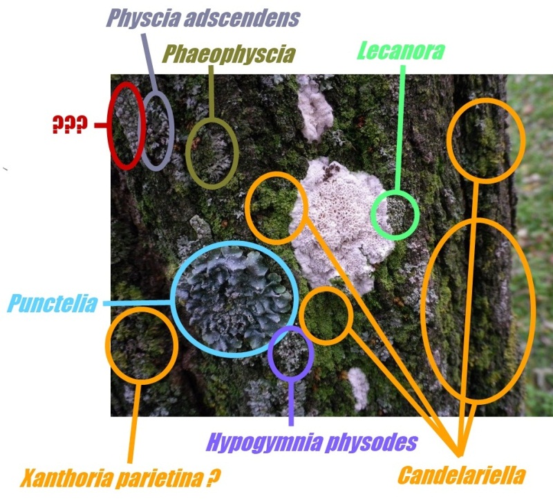 Licheni su tronco di pseudoacacia