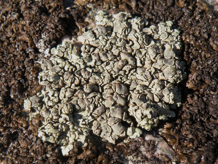 Rhizoplaca melanophthalma