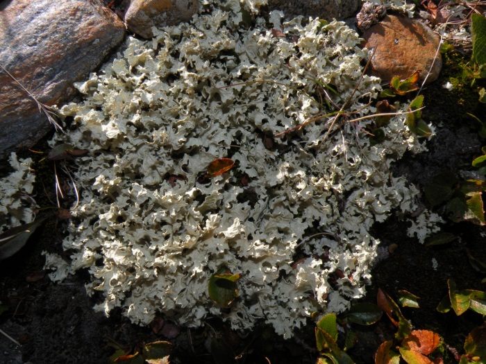 Flavocetraria nivalis