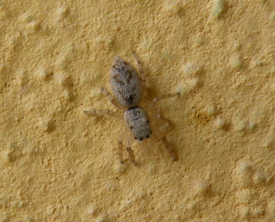 Salticus sp.