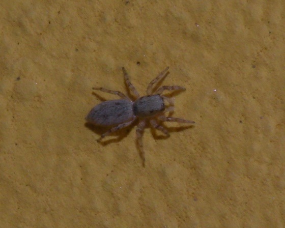 Salticus sp.