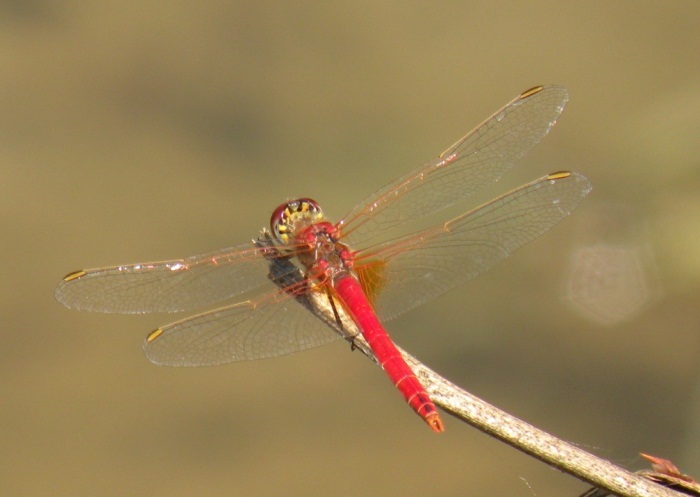 Sympetrum sp.? - Sympetrum fonscolombii
