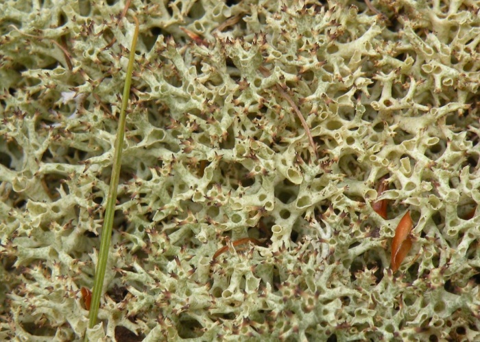 Cladonia uncialis (L.) F.H.Wigg