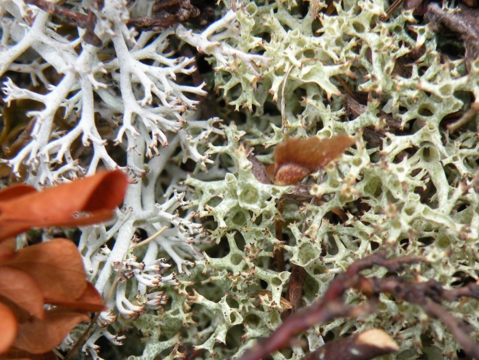 Cladonia uncialis (L.) F.H.Wigg