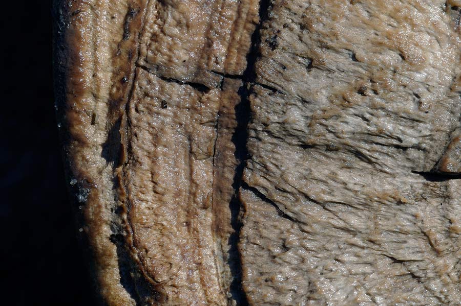 Daedaleopsis confragosa? - foto 9549 (Daedalea quercina)