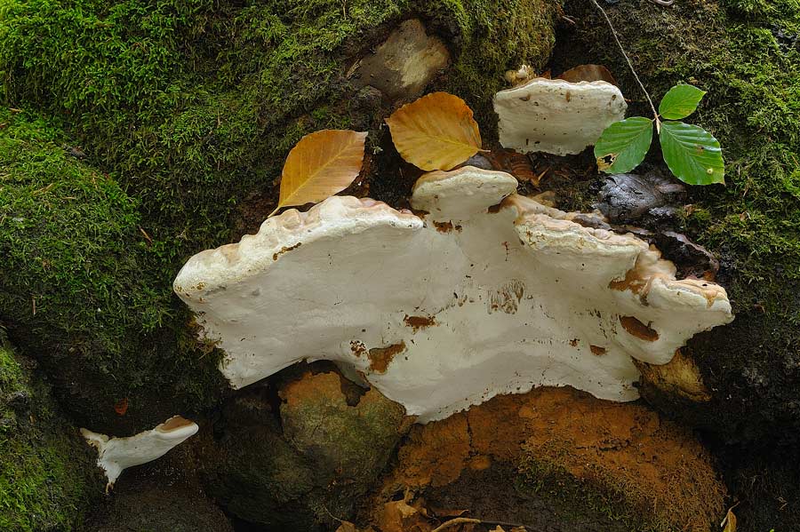 Un Ganoderma per Marco - foto 7123 (Ganoderma pfeifferi)